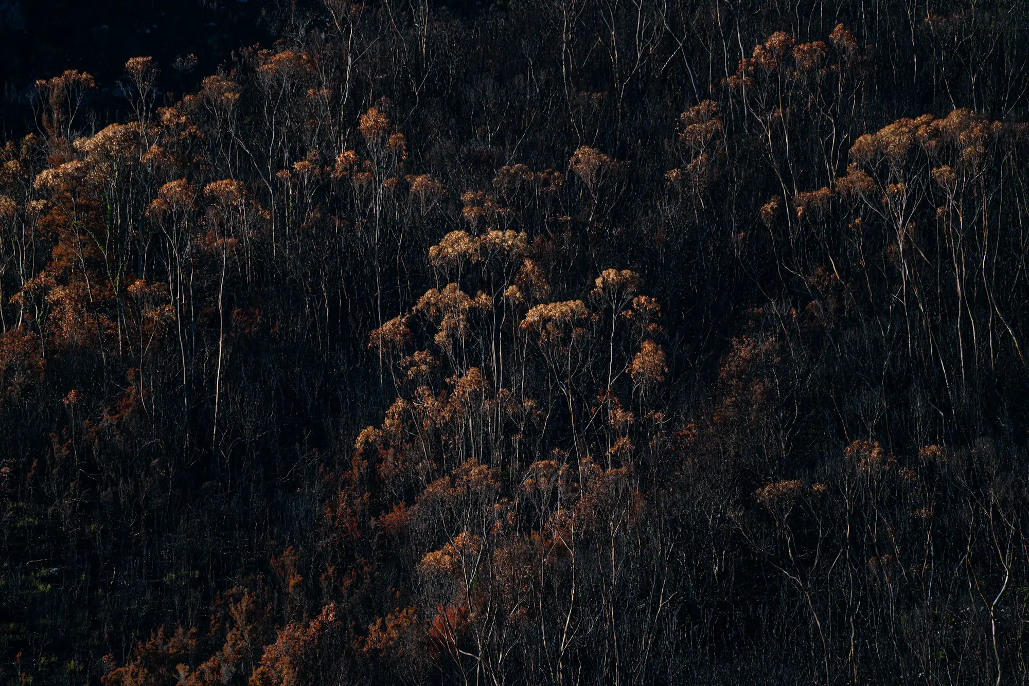 Bushfire Mitigation & Fire Breaks